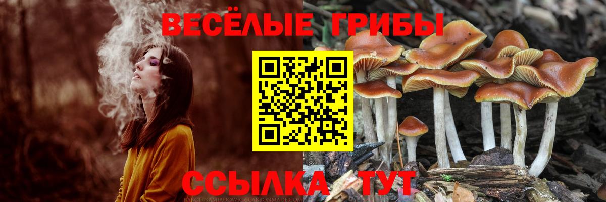 Псилоцибиновые грибы ЛСД Майкоп